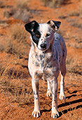 DOG 07 NE0001 01
Mutt Standing In Field Monument Valley Navajo Tribal Park Arizona