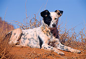 DOG 07 NE0002 01
Mutt Laying On Dry Grass Monument Valley Navajo Tribal Park Arizona
