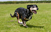 DOG 07 NR0001 01
Mixed-Breed Dog