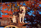 DOG 07 RK0005 02
Mixed Breed Dog Sitting In Wagon