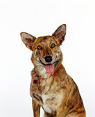 DOG 07 RK0027 01
Close Up Of Mixed Breed Dog Facing Camera On White Seamless