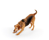 DOG 07 RK0029 02
Mixed Breed Magic Stretching Out On White Seamless