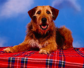 DOG 07 RK0068 09
Mixed Breed 