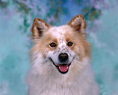 DOG 07 RK0070 08
Head Shot Of Mixed Breed Facing Camera