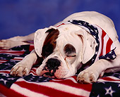 DOG 07 RK0081 06
Boxer Laying With Head Down On Blanket With American Flag Motif