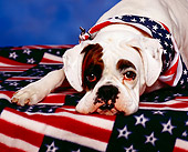 DOG 07 RK0081 07
Boxer Laying With Head Down On Blanket With American Flag Motif