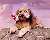 DOG 07 RK0094 02
Mixed Breed Laying On Stone Wall With Flower In Mouth Purple Clouds Background