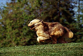 DOG 07 RK0103 04
Profile Of Bearded Collie Running On Grass By Trees