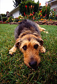 DOG 07 RK0108 10
Wide Angle Of Mixed Breed Laying With Head Down On Grass