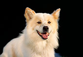 DOG 07 RK0113 01
Head Shot Of Mixed Breed Dog