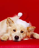 DOG 07 RK0116 07
Mixed Breed Dog Laying With Head Down Wearing Santa Hat On Red Seamless