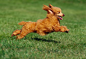 DOG 07 RK0120 05
Mixed Breed Poodle Running On Grass