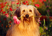 DOG 07 RK0125 02
Head Shot Of Mixed Breed  In Flower Garden With Flower In Mouth