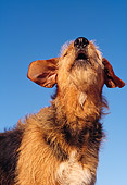 DOG 07 RK0137 04
Head Shot Of Mixed Breed Taz Barking With Head Up Blue Sky
