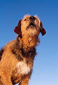 DOG 07 RK0137 05
Head Shot Of Mixed Breed Taz Barking With Head Up Blue Sky