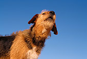 DOG 07 RK0137 11
Head Shot Of Mixed Breed Taz Barking With Head Up Blue Sky