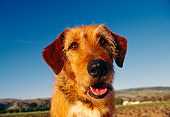 DOG 07 RK0140 02
Head Shot Of Mixed Breed Blue Sky