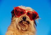 DOG 07 RK0143 03
Humorous Head Shot Of Mixed Breed Wearing Sunglasses