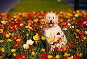 DOG 07 RK0147 02
Irish Wolfhound Mix Breed Sittng In Flower Field Facing Camera