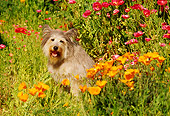 DOG 07 RK0149 15
Mixed Breed Sitting In Flower Garden