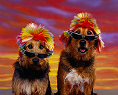 DOG 07 RK0157 02
Shoulder Shot Of Two Airedale Mix Wearing Sunglasses And Wig