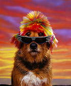 DOG 07 RK0158 02
Airedale Mix Breed Magic Wearing Sunglasses And Wig Sunset Background