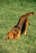 DOG 07 RK0178 06
Mixed Breed Laying Down Rear Up On Grass