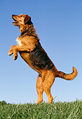 DOG 07 RK0182 06
Profile Shot Of Mixed Breed Standing On Hind Feet Begging On Grass