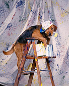 DOG 07 RK0186 01
Mixed Breed Leaning Over Ladder Wearing Hat By Splattered Paint