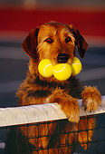 DOG 07 RK0190 12
Humorous Shot Mixed Breed Magic Leaning On Net With Tennis Balls In Mouth