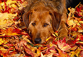 DOG 07 RK0202 18
Head Shot Of Mixed Breed Laying With Head Down On Fall Colored Leaves