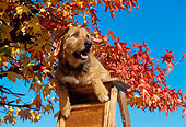 DOG 07 RK0211 08
Mixed Breed On Ladder