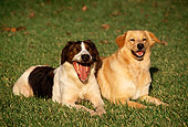 DOG 07 RK0227 02
Mixed Breed Dogs Laying Together On Grass