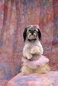 DOG 07 RK0242 12
Mixed Breed On Hind Legs Wearing Tutu