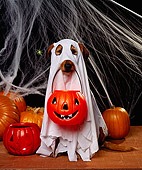 DOG 07 RK0253 09
Mixed Breed Magic Wearing Ghost Costume With Pumpkin In Mouth Webs Background