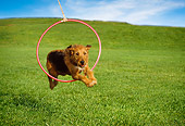 DOG 07 RK0258 05
Mixed Breed Jumping Through Hoop On Grass