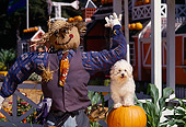 DOG 07 RK0259 07
Mixed Breed Poodle Sitting On Pumpkin By Scarecrow At Pumpkin Patch