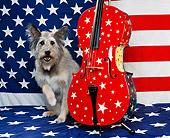 DOG 07 RK0296 02
Mixed Breed Sitting Next To American Cello