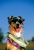 DOG 07 RK0324 01
Humorous Shot Of Mixed Breed Wearing Sunglasses And Bandanas Around Neck Blue Sky