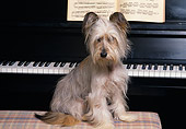 DOG 07 RK0337 01
Mixed Breed Dog Sitting On Piano Bench By Piano Facing Camera