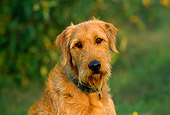 DOG 07 RK0439 01
Head Shot Of Airedale Terrier Mix