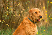 DOG 07 RK0440 03
Head Shot Of Airedale Terrier Mix Sitting