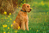 DOG 07 RK0442 04
Airedale Terrier Mix Sitting On Grass