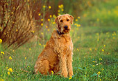 DOG 07 RK0442 13
Airedale Terrier Mix Sitting On Grass