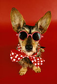 DOG 07 RK0452 12
Humorous Shot Of Wirehair Dachshund Terrier Mix Wearing Bow Tie And Glasses On Red Seamless