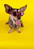 DOG 07 RK0453 04
Wirehair Dachshund Terrier Mix Wearing Sunglasses On Yellow Seamless