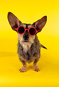 DOG 07 RK0453 17
Wirehair Dachshund Terrier Mix Wearing Sunglasses On Yellow Seamless