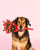 DOG 07 RK0478 02
Head Shot Of Collie Labrador Mix Sitting With Flowers In Mouth Studio