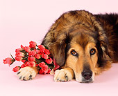 DOG 07 RK0480 05
Head Shot Of Collie Labrador Mix Head Laying Down By Flowers Seamless Studio
