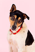 DOG 07 RK0484 05
Pointer Shepherd Mixed On Pink Seamless